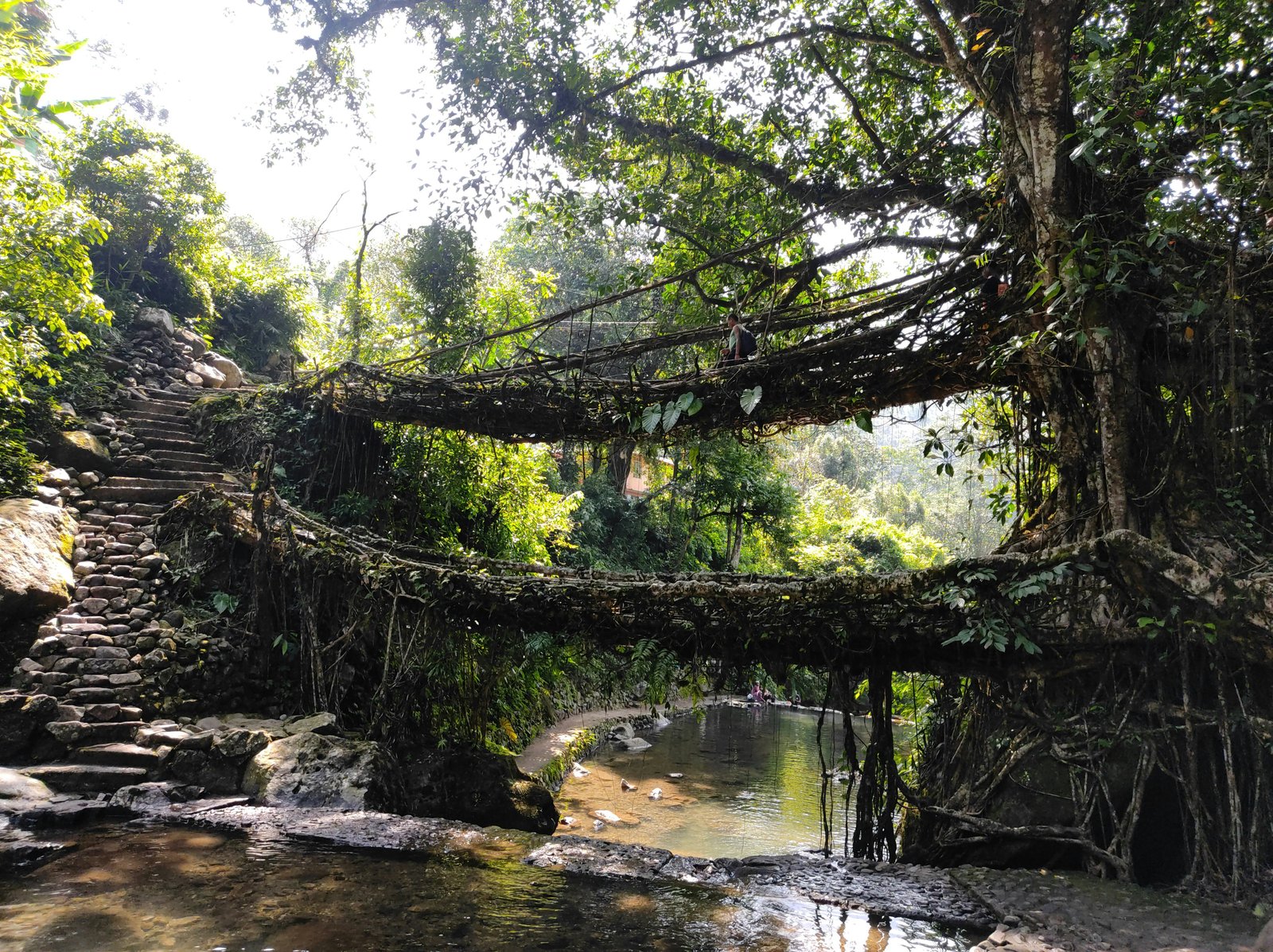 Living Roots Bridge